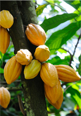 Arbol del cacao