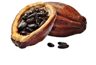 Fruto del cacao